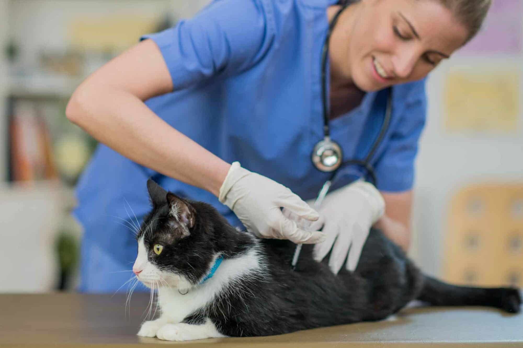 Essential Vaccinations and Preventives for Pets in Arkansas