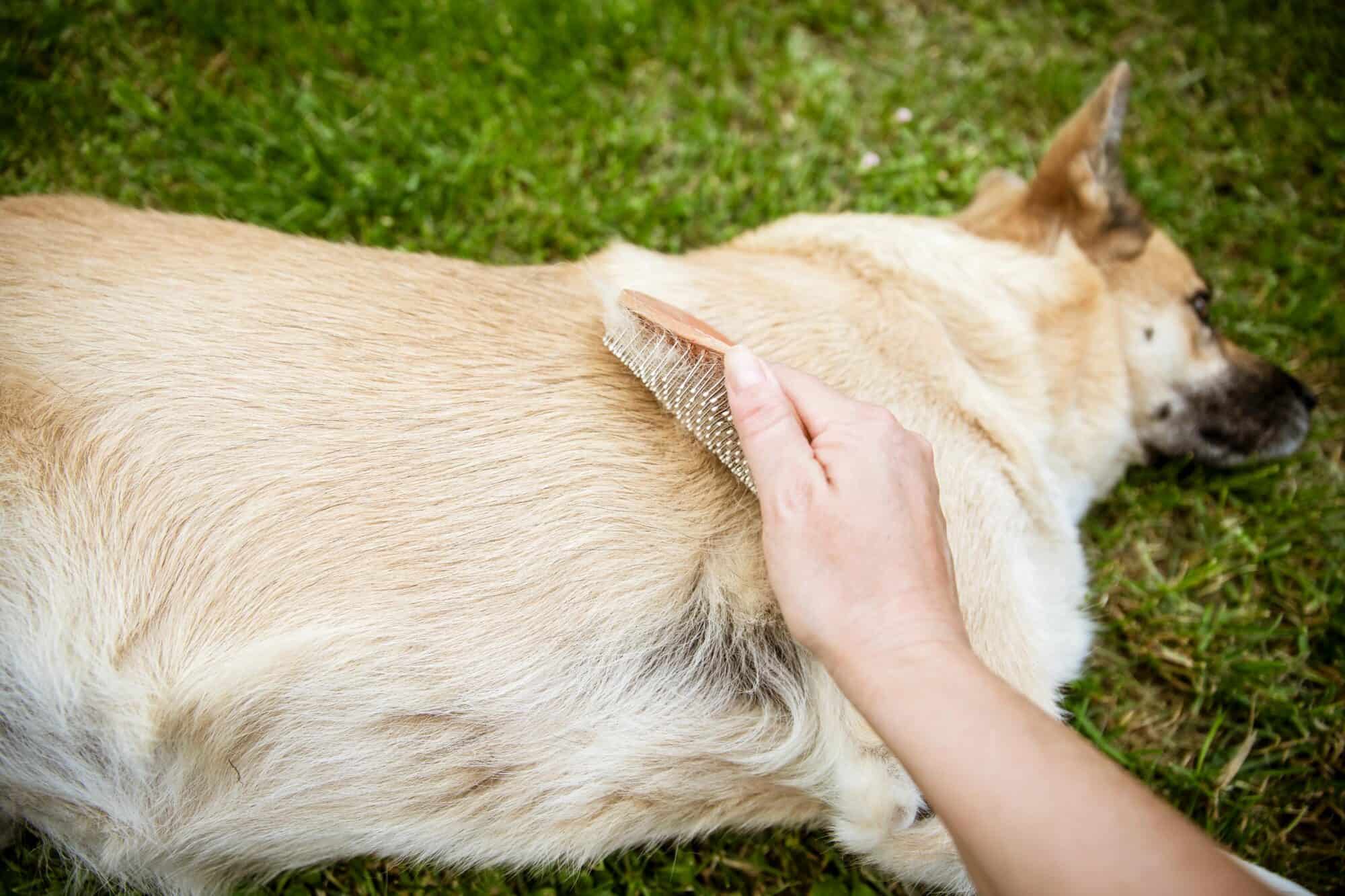 Preventing Dry Skin in Pets: Tips to Protect Against Dryness