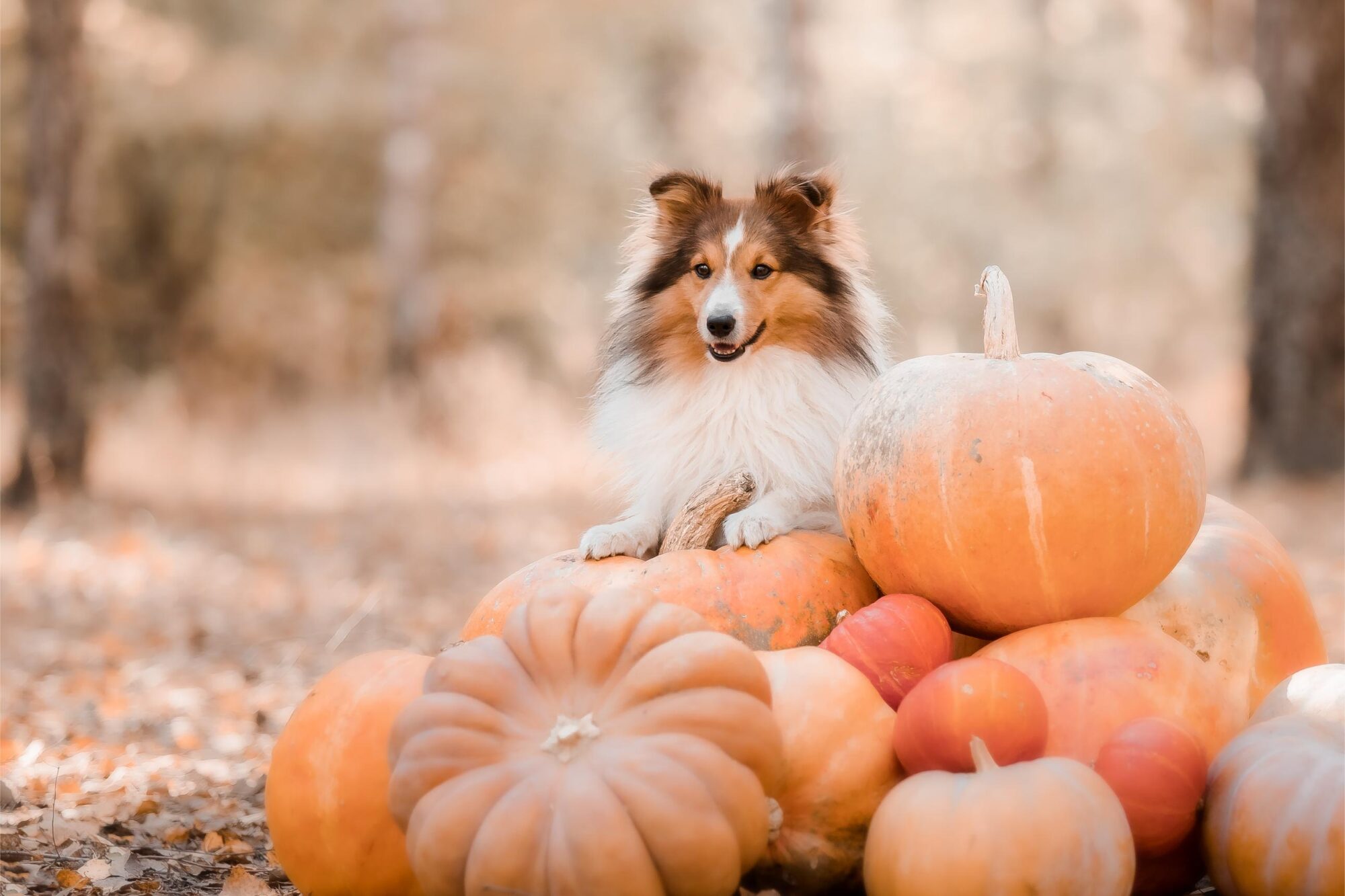 Thanksgiving Pet Safety: How To Keep Your Pets Happy and Healthy in Fayetteville, Arkansas