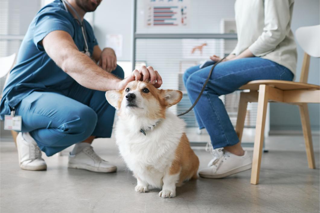 How to Prepare Your Pet for a Veterinary Visit: Tips for a Stress-Free Experience