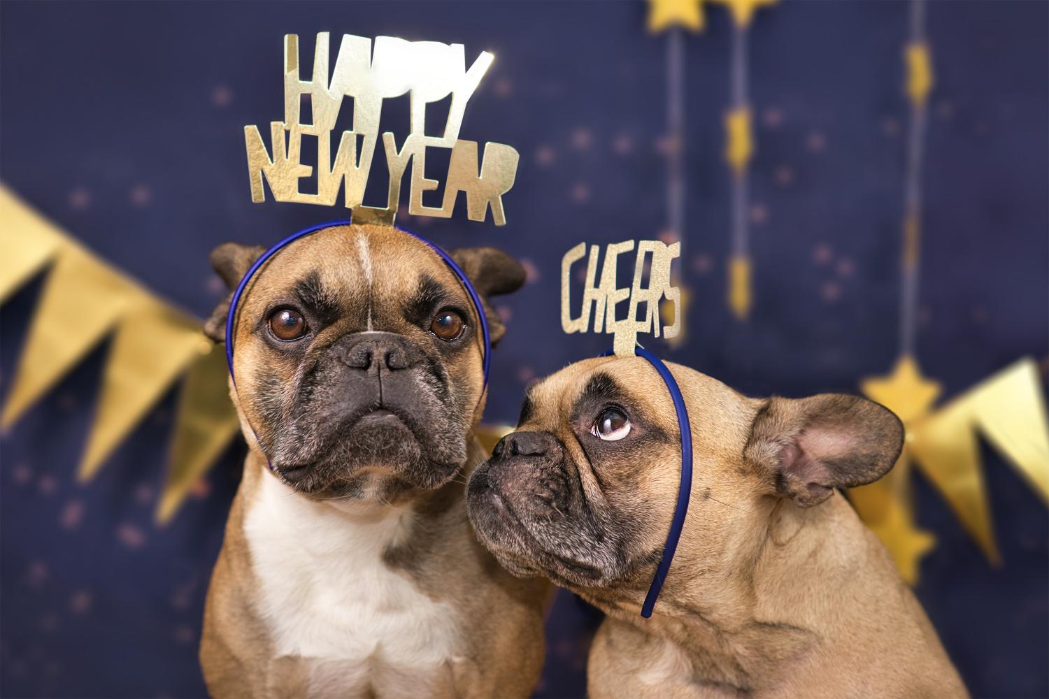 New Year Dogs.
