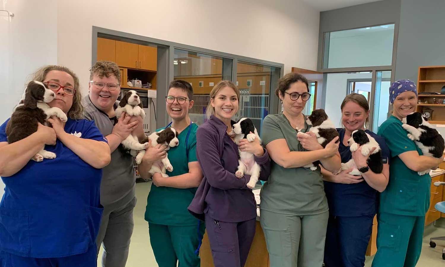 Our staff with Springer puppies