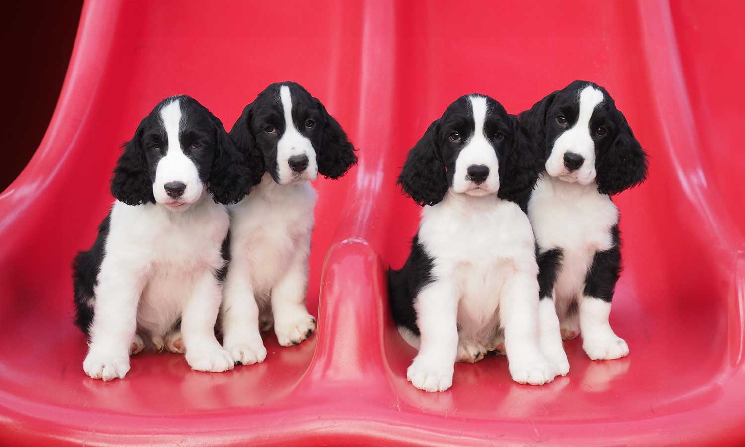 Four black and white puppies