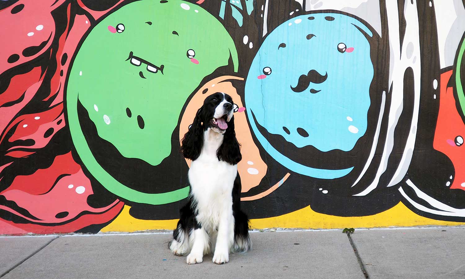 A happy dog outside our painted wall