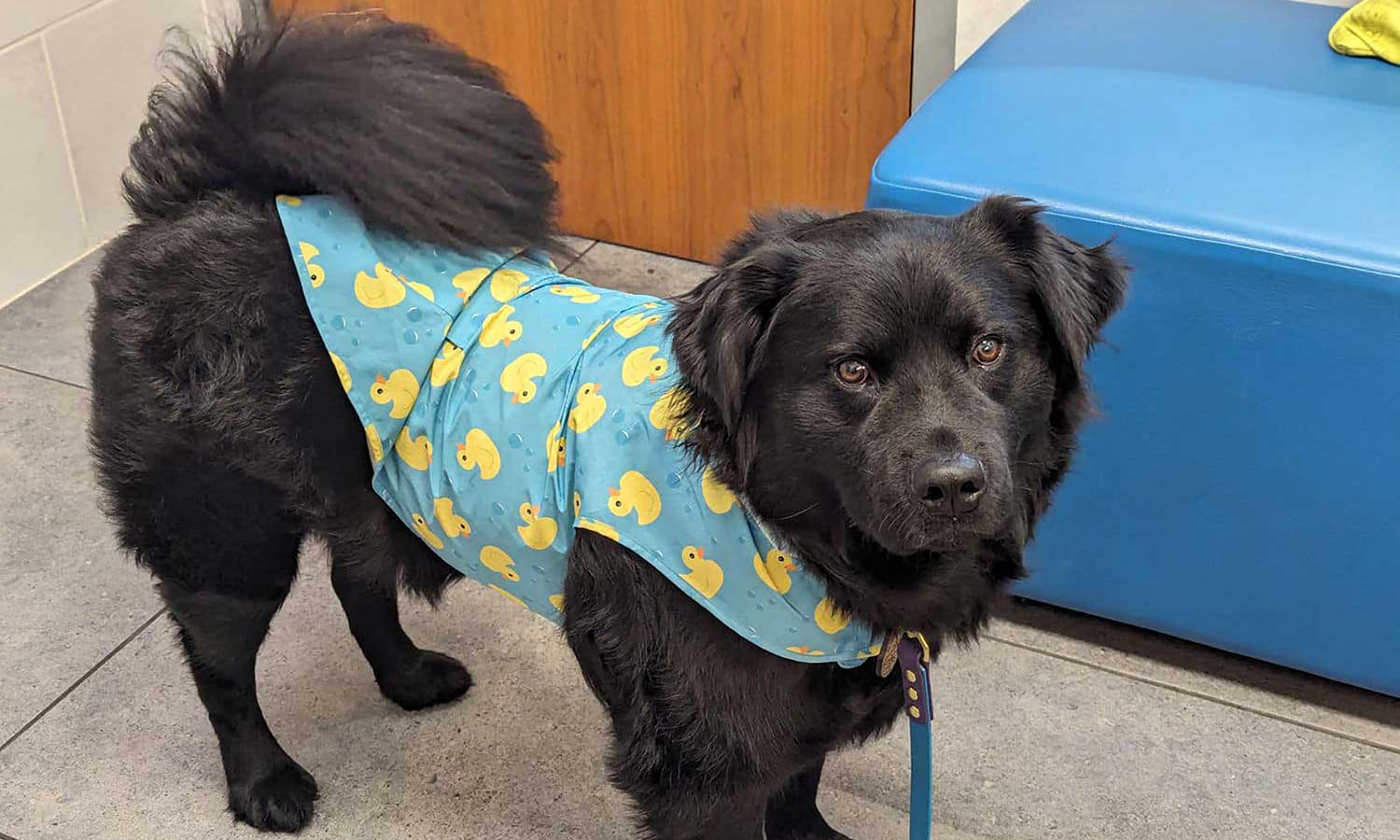 A black dog wearing a thundershirt