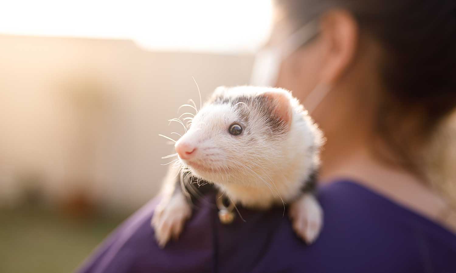 A ferret