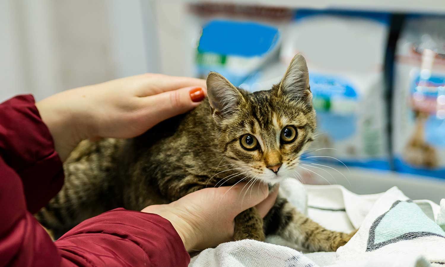 A cat being examined