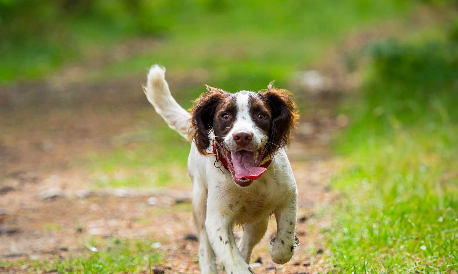 A running hunting dog