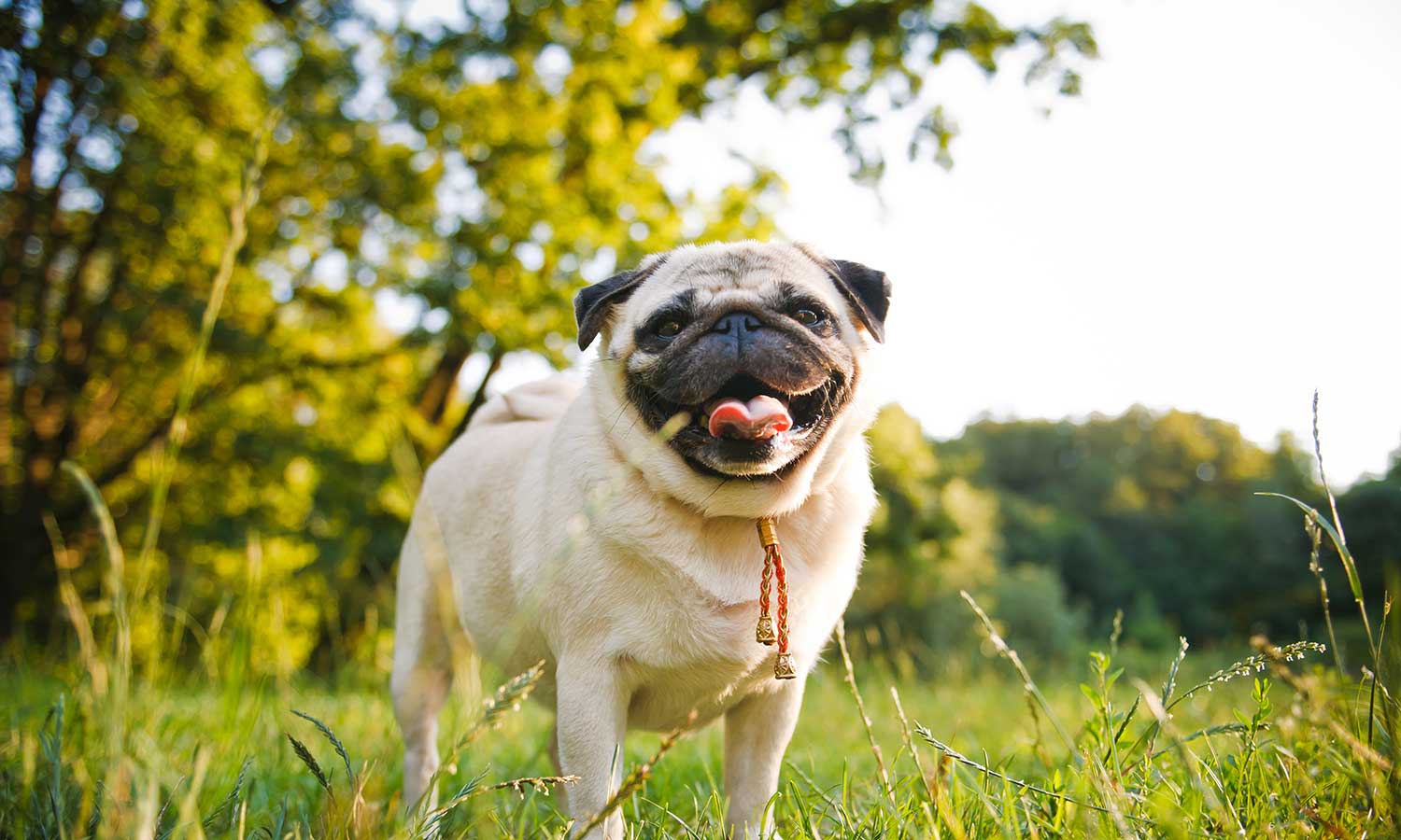 A pug in a field