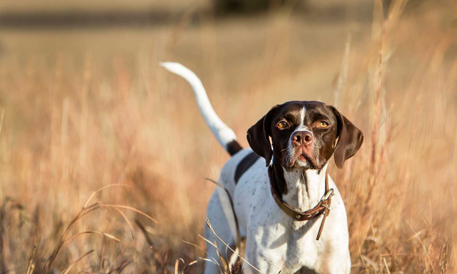 A dog standing in a field