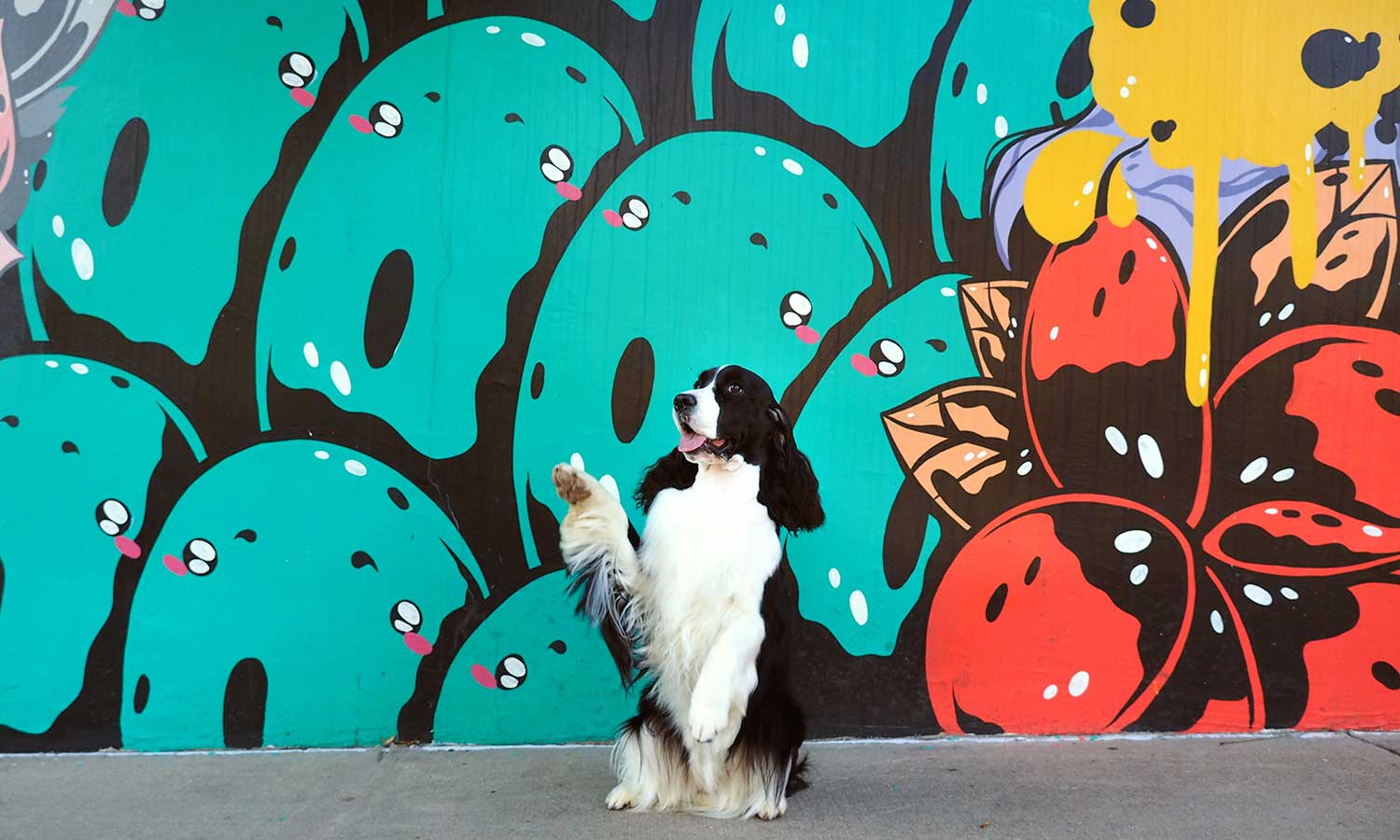 A dog by our colorfully painted wall